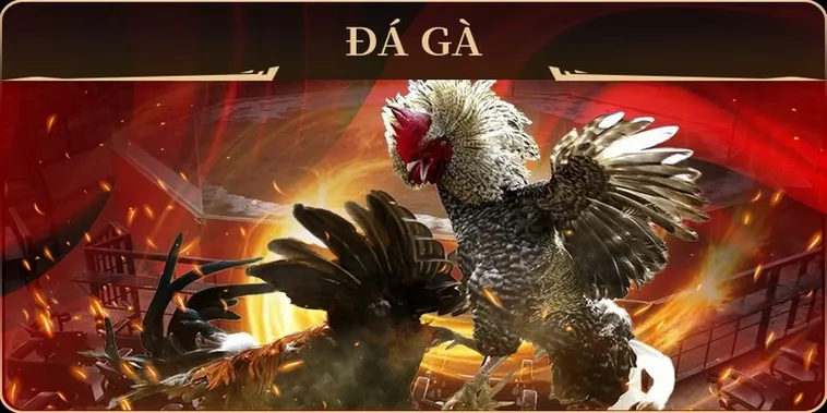 Bí Quyết Chinh Phục Cách Chơi Đá Gà GA28 Tại VN86 Đem Về Lợi Nhuận Khủng 2 Bí Quyết Chinh Phục Cách Chơi Đá Gà GA28 Tại VN86 Đem Về Lợi Nhuận Khủng