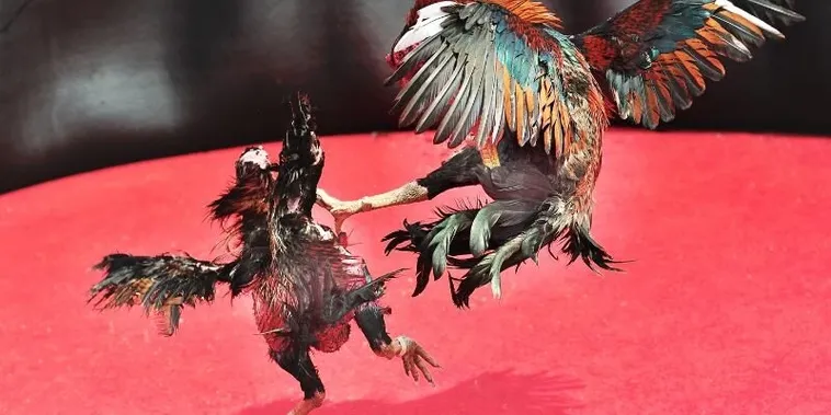 Trải Nghiệm Đỉnh Cao Với Cách Chơi Đá Gà Sabong Tại VN86 Nhận Thưởng Ngay 1 Trải Nghiệm Đỉnh Cao Với Cách Chơi Đá Gà Sabong Tại VN86 Nhận Thưởng Ngay