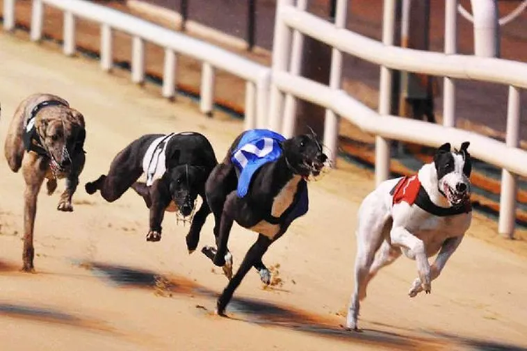 Bí Quyết Về Cách Chơi Game Nhanh Đua Chó Tại VN86 Giúp Bạn Làm Giàu