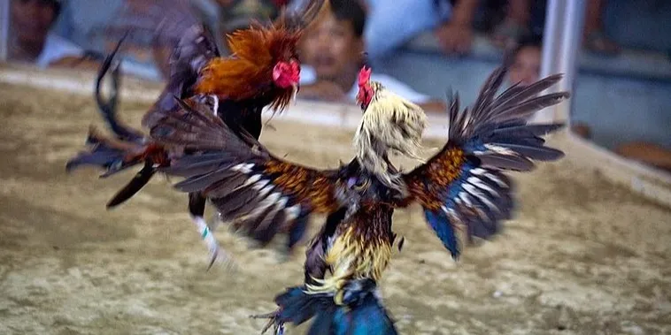 Trải Nghiệm Đỉnh Cao Với Cách Chơi Đá Gà Sabong Tại VN86 Nhận Thưởng Ngay 2 Trải Nghiệm Đỉnh Cao Với Cách Chơi Đá Gà Sabong Tại VN86 Nhận Thưởng Ngay